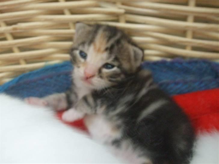 Huskat Frank *RIP* - Her har jeg lige fået øjne billede 6