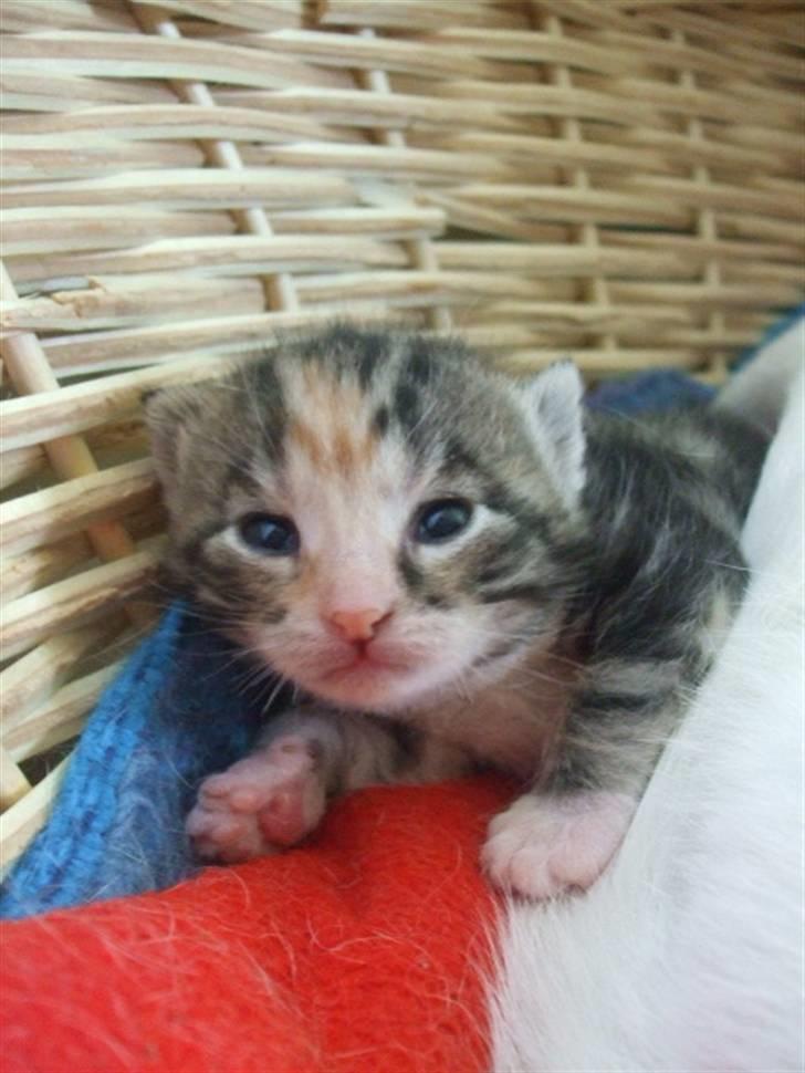 Huskat Frank *RIP* - Og kameraet elsker mig allerede ;) billede 7