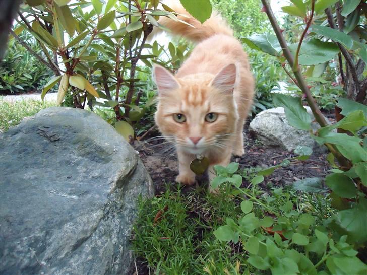 Blanding af racer Kitty <3 - Her er min frygtløse Kitty <´33 billede 13