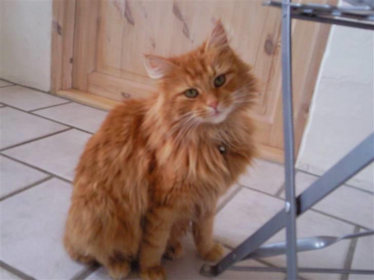 Blanding af racer Kitty <3 - Min dejlige lille Skat <´33 billede 14