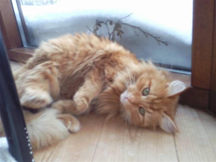 Blanding af racer Kitty <3 - Min dejlige lille Skat <´33 Der ligger i udestuen og kigger på sneen ;D billede 15