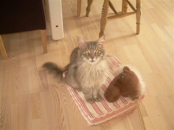 Maine Coon Briaristo - Smukke Bandit. billede 9