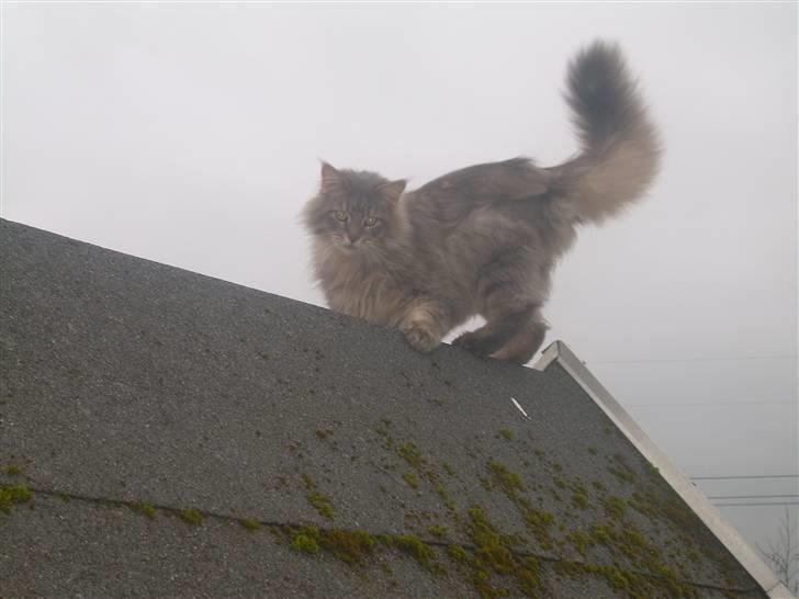 Maine Coon Briaristo - Ikke gå oppe på tager Bandit:D billede 10