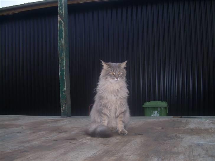 Maine Coon Briaristo - Flotte fyr!! billede 11