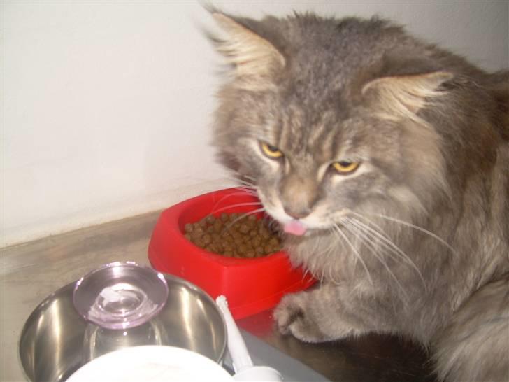 Maine Coon Briaristo billede 12