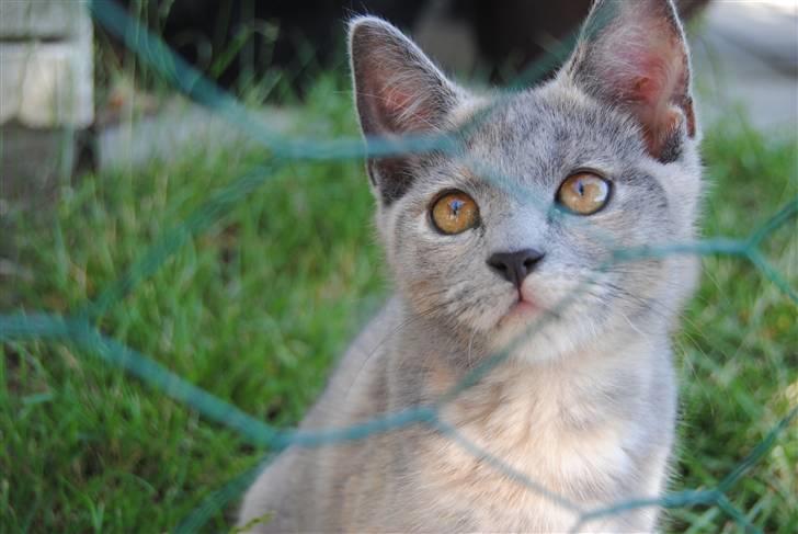 Huskat June billede 1