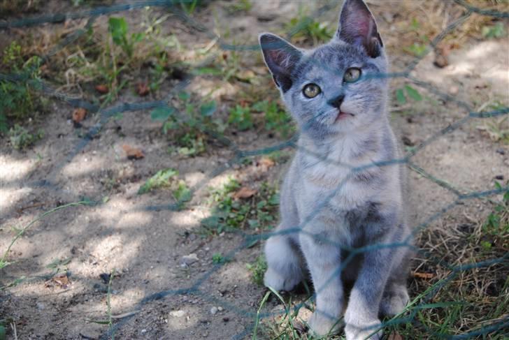 Huskat June billede 2