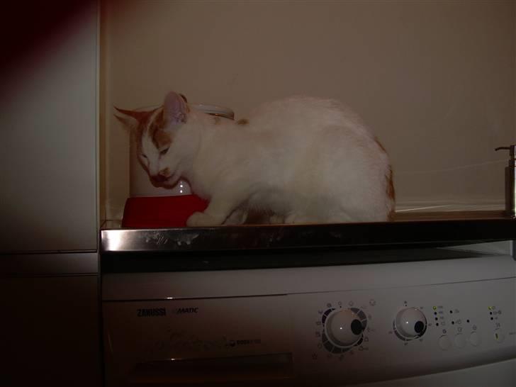 Blanding af racer Oliie  - Oliie spiser:D billede 1