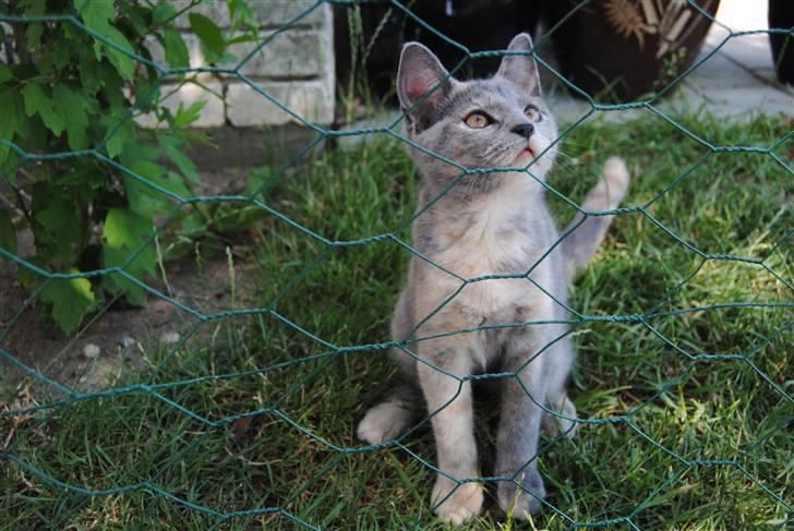 Huskat June billede 3