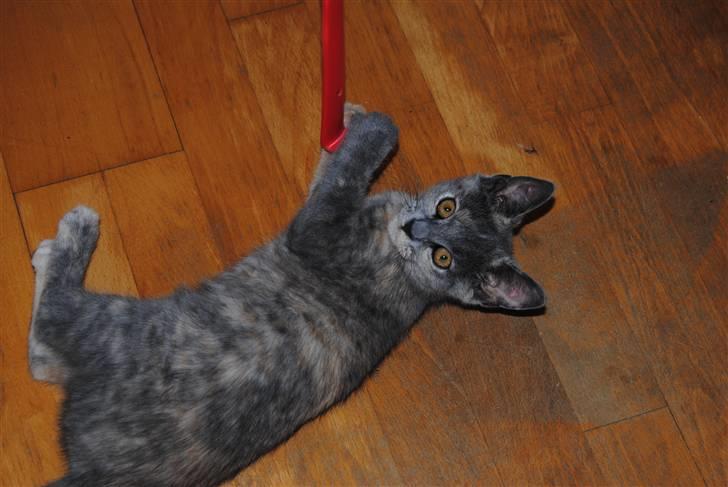 Huskat June billede 4