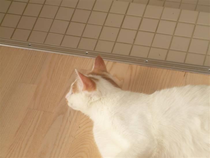 Blanding af racer Oliie  billede 3