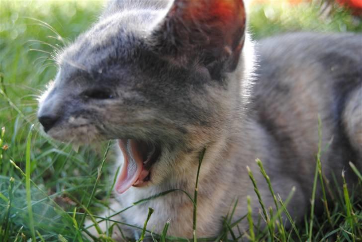 Huskat June billede 5