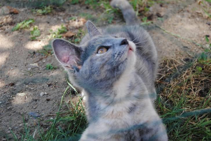 Huskat June billede 6