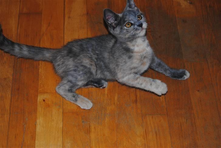 Huskat June billede 7