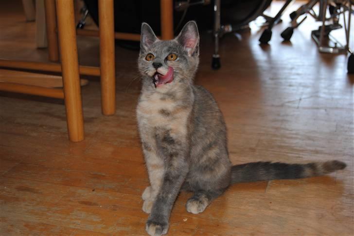 Huskat June billede 8