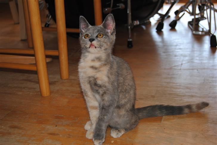 Huskat June billede 9