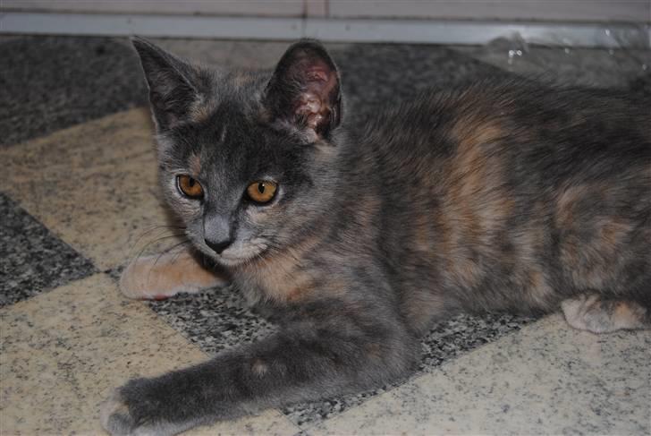 Huskat June billede 10