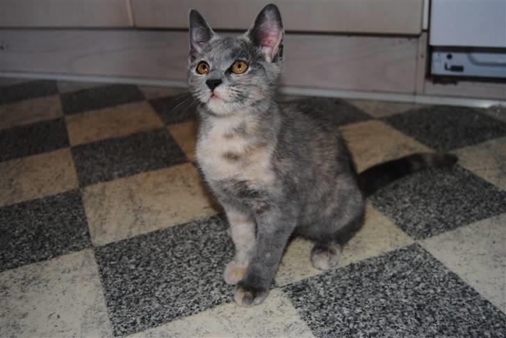 Huskat June billede 11