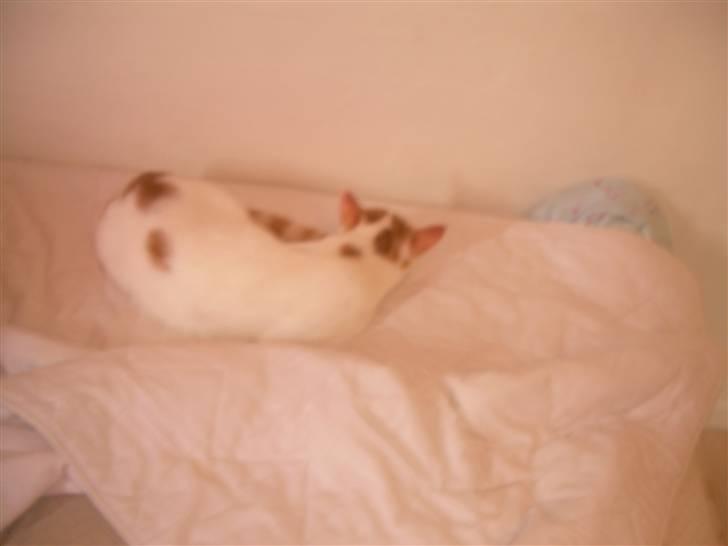 Blanding af racer Oliie  billede 5