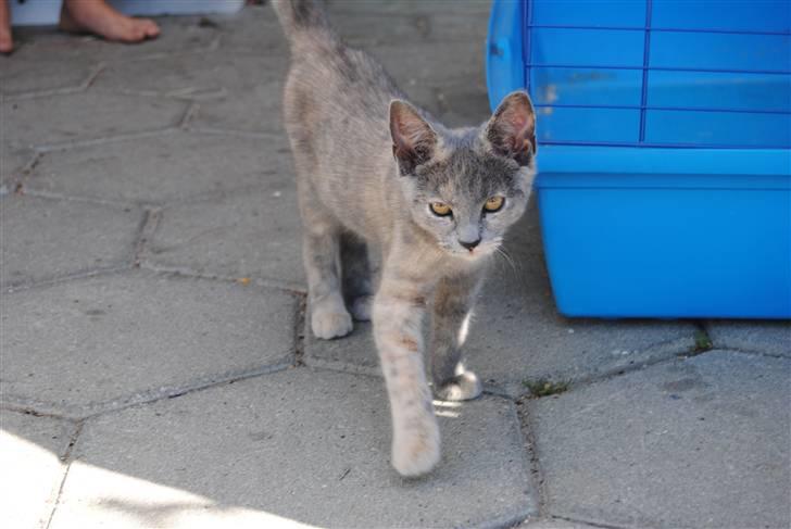 Huskat June billede 12