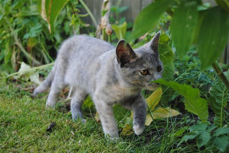 Huskat June billede 13