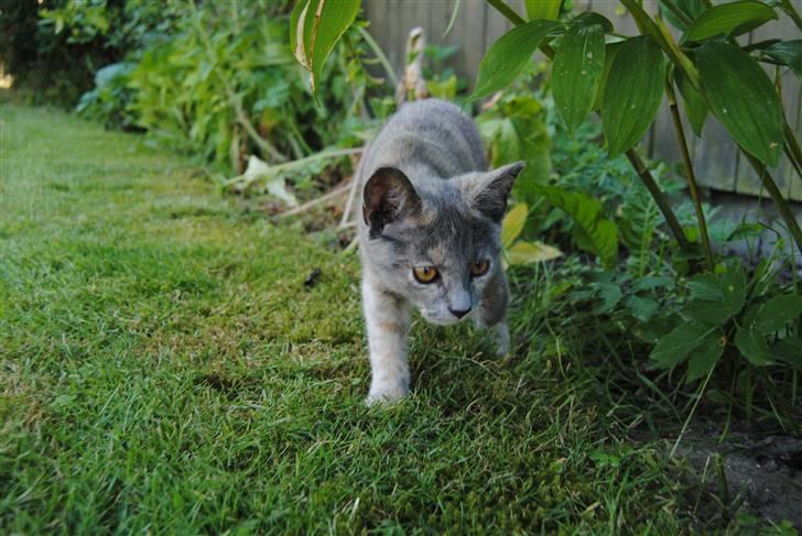 Huskat June billede 14