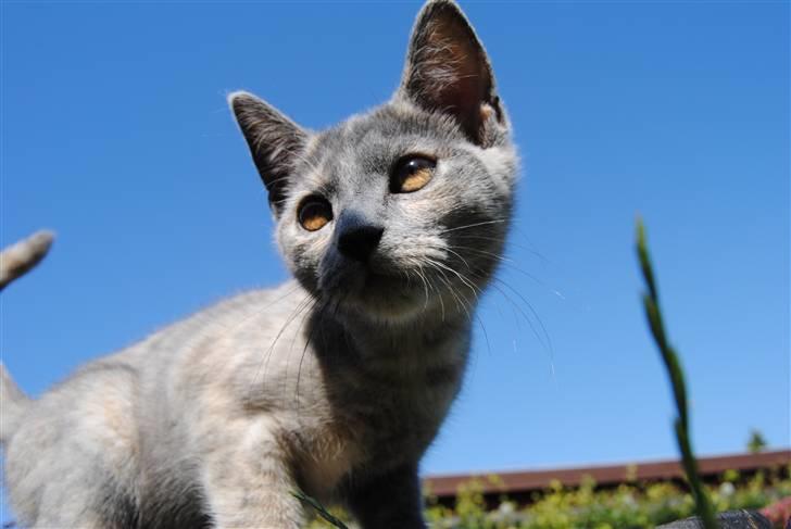 Huskat June billede 15