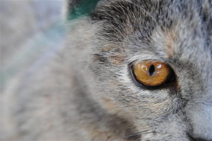 Huskat June billede 16