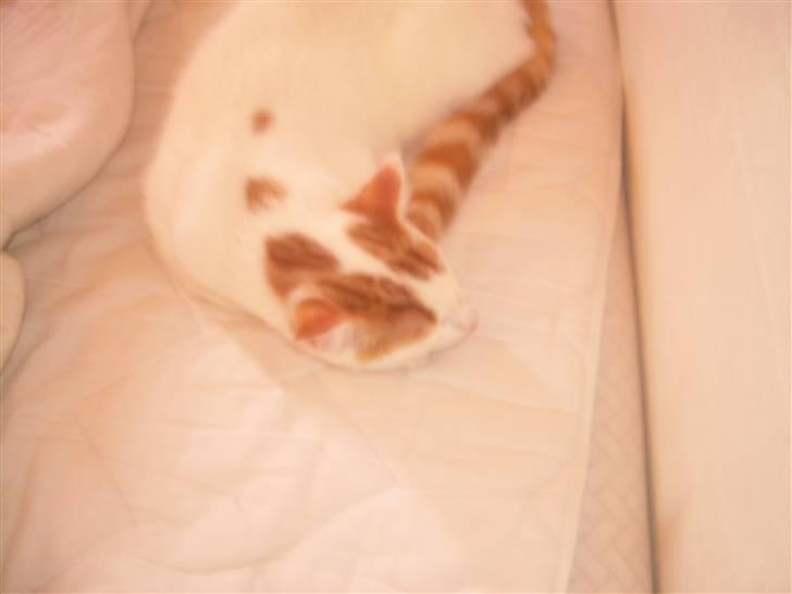 Blanding af racer Oliie  billede 6