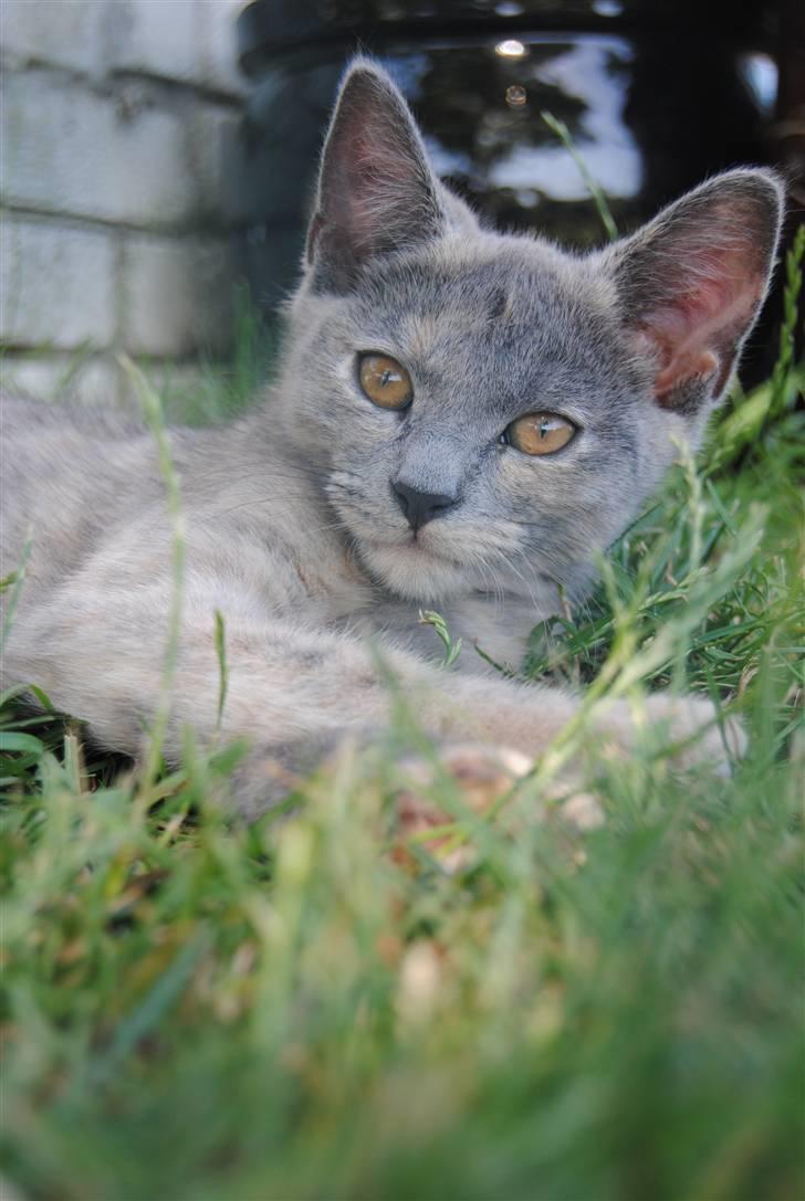 Huskat June billede 17