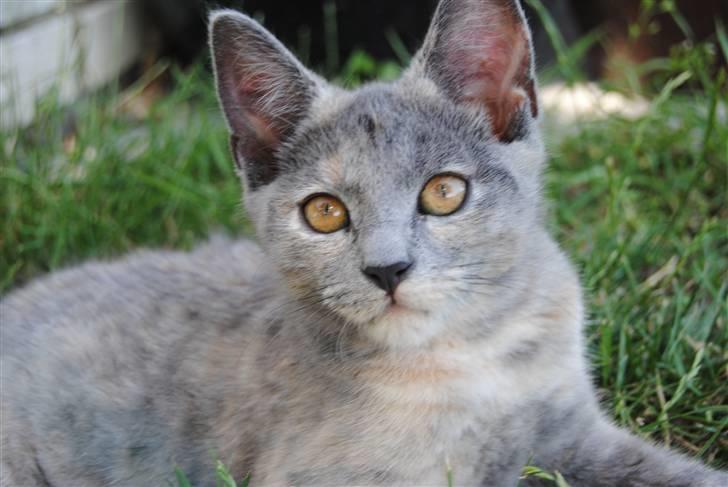 Huskat June billede 18