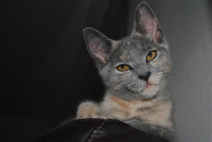 Huskat June billede 19