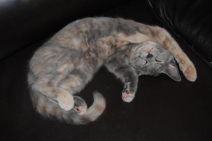 Huskat June billede 20