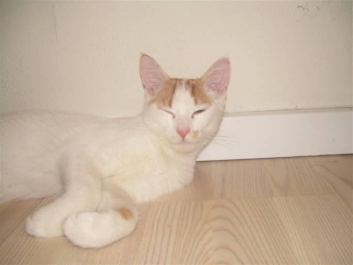 Blanding af racer Oliie  billede 8