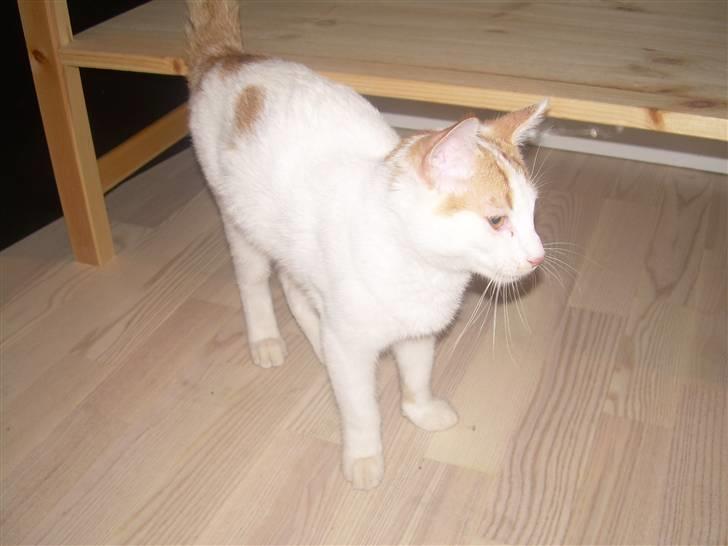 Blanding af racer Oliie  billede 9