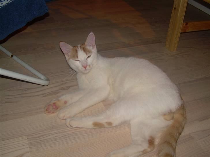 Blanding af racer Oliie  billede 11