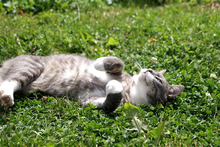 Huskat Pipsen billede 12