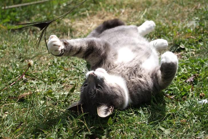 Huskat Pipsen billede 13