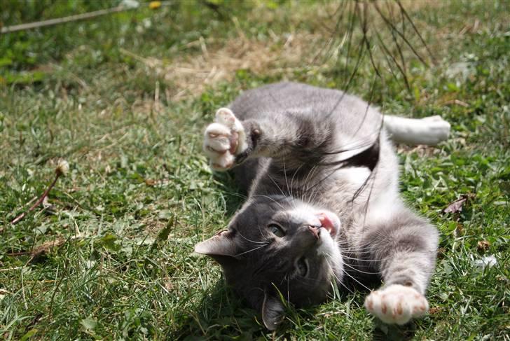 Huskat Pipsen billede 14