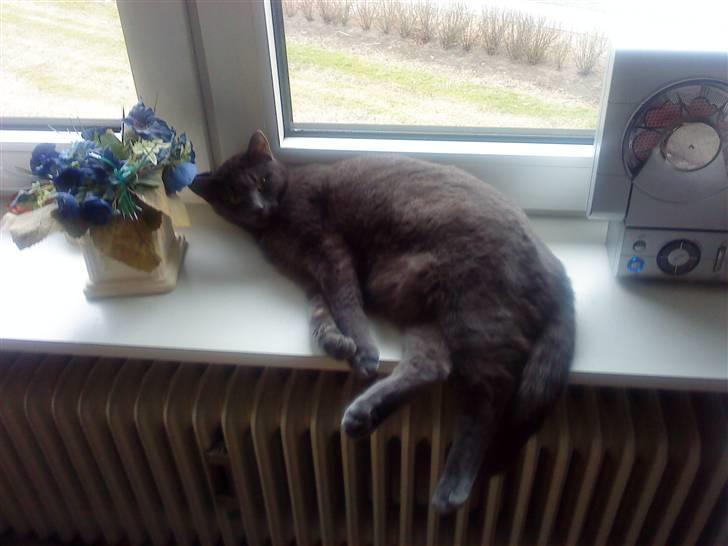 Huskat missen billede 1