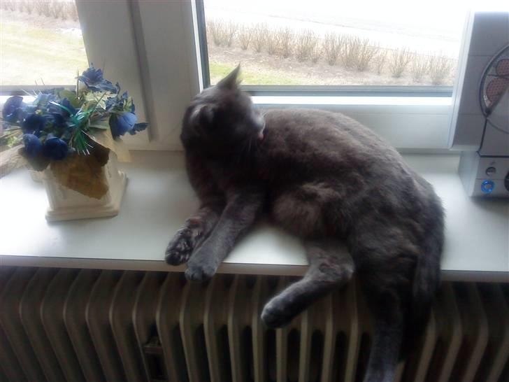 Huskat missen billede 2