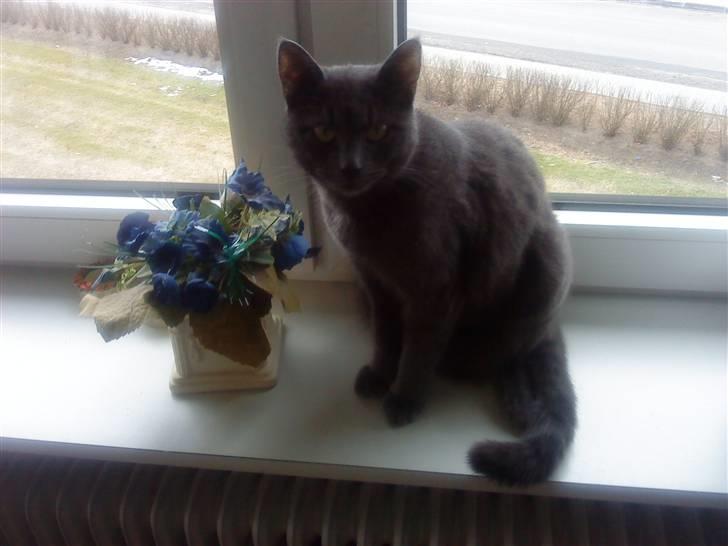 Huskat missen billede 3