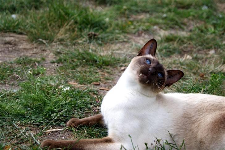 Siameser Felix - Grimme kat! :) billede 15