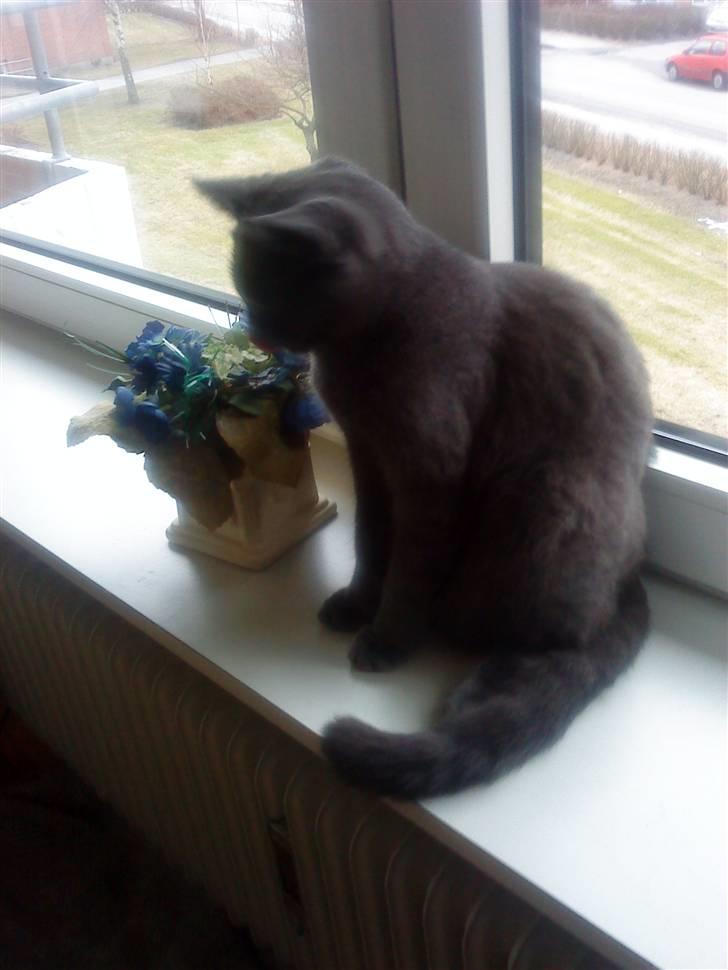 Huskat missen billede 4