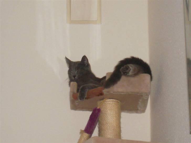 Huskat missen billede 5