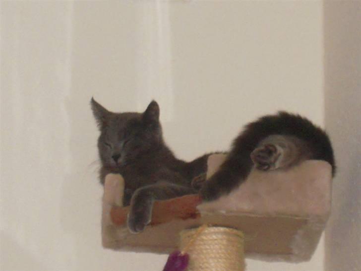 Huskat missen billede 6