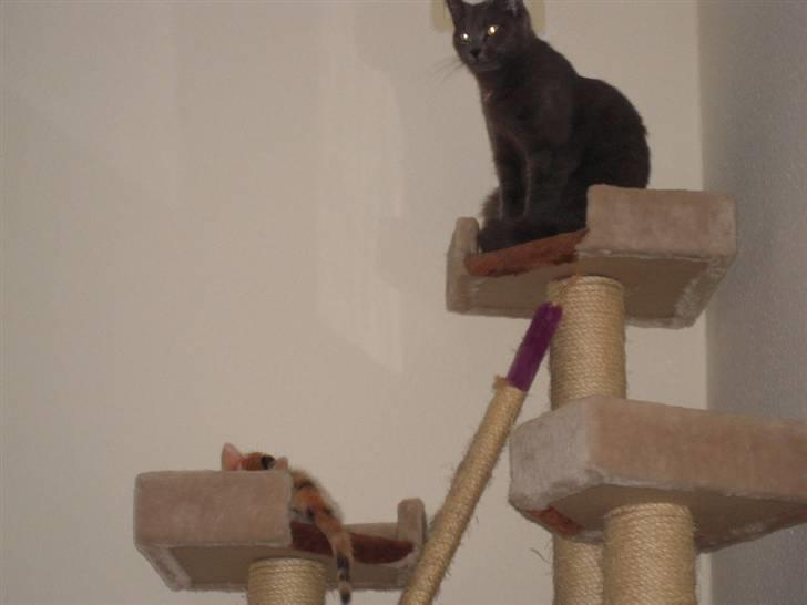 Huskat missen billede 7