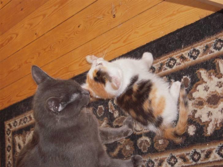 Huskat missen billede 8