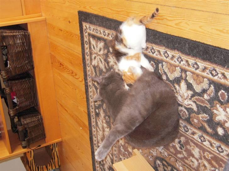 Huskat missen billede 9