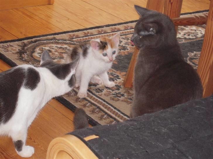 Huskat missen billede 10